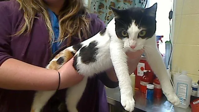 A young medium-sized female Domestic Short Hair cat named Coco for adoption in Cookeville, TN