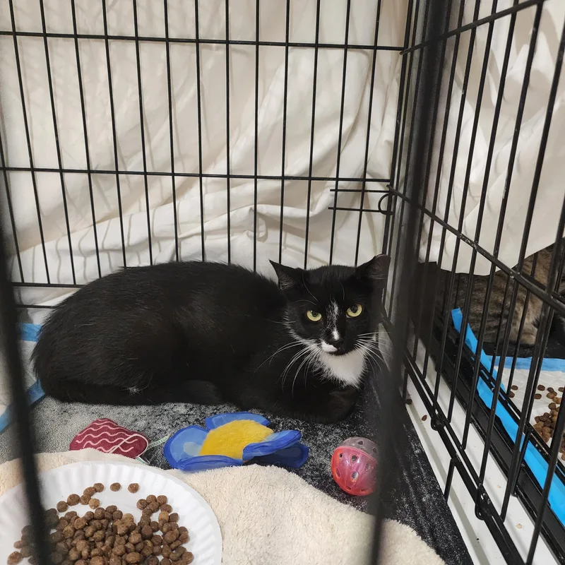 An adult medium-sized female Black & White / Tuxedo American Shorthair cat named Big Mama & Little for adoption in New York, NY