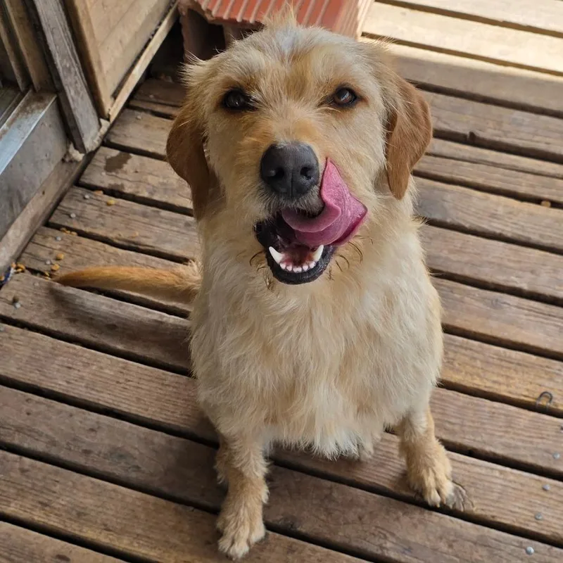 Sammy