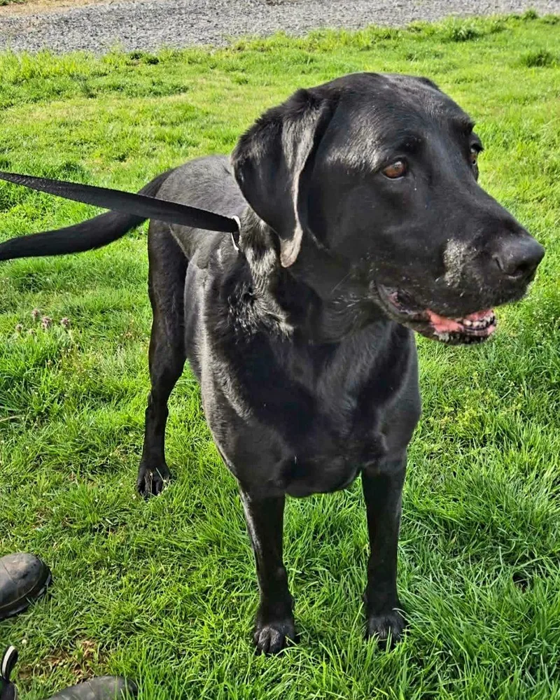 A senior large-sized female Black Labrador Retriever dog named Kali for adoption in Elkton, MD
