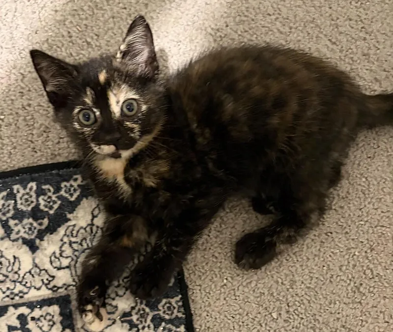 A baby small-sized female Domestic Short Hair cat named Goggles for adoption in Statesville, NC