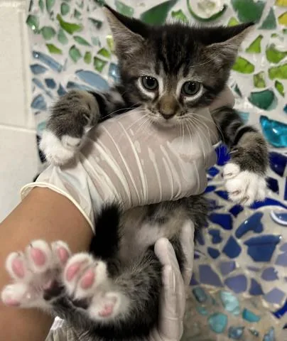 A baby small-sized female Domestic Short Hair cat named Midge for adoption in Pensacola, FL