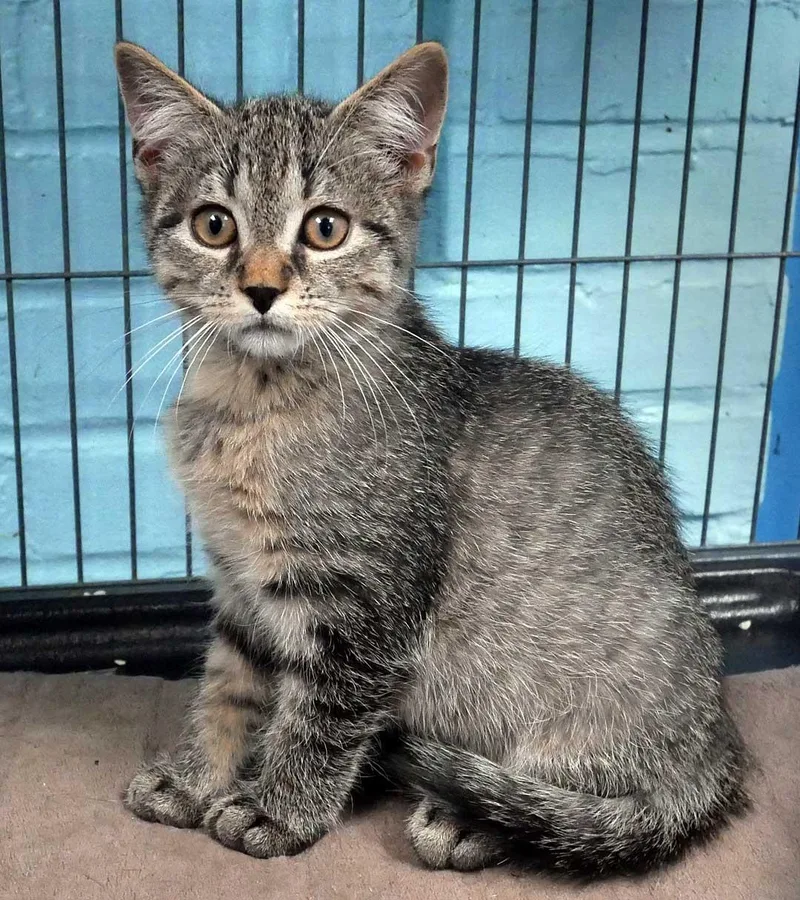 A baby small-sized male Tabby cat named Ghost for adoption in Bloomingdale, NJ