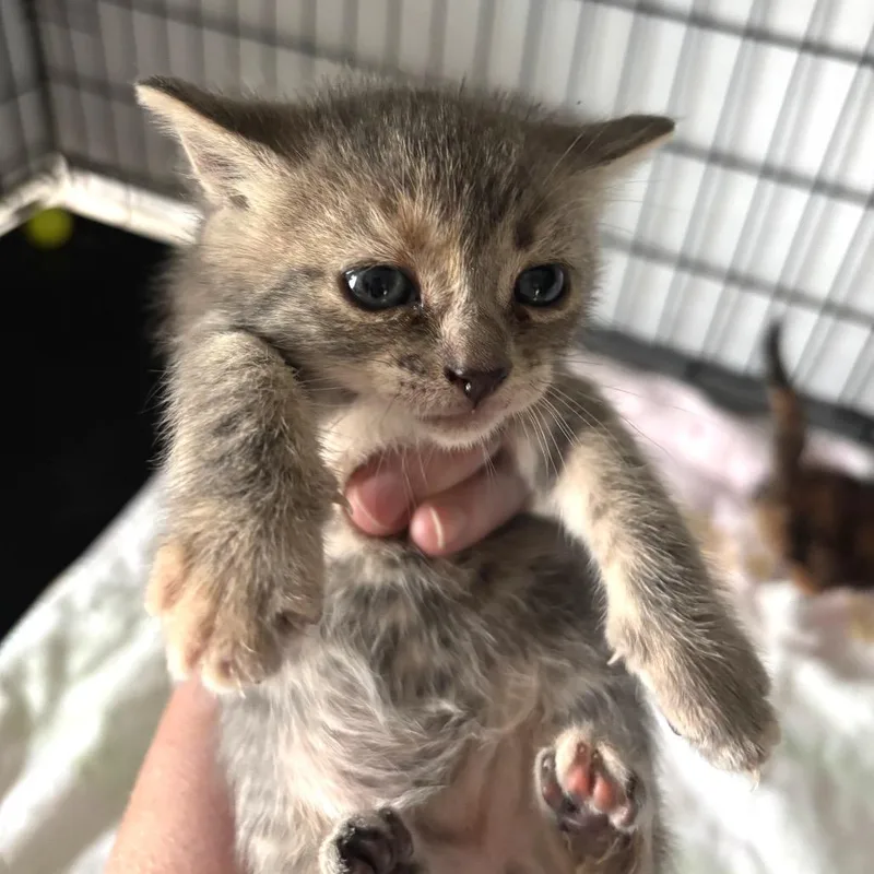 A baby small-sized female Gray / Blue / Silver Domestic Short Hair cat named Isla for adoption in Bulverde, TX