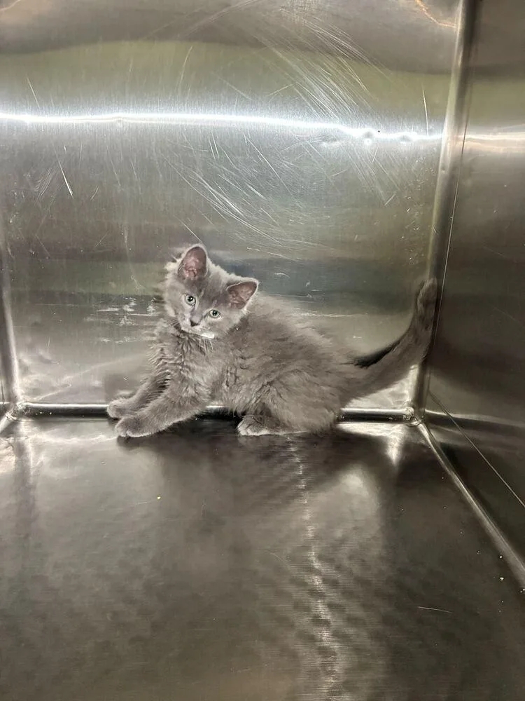 A baby small-sized male Domestic Long Hair cat named Earl Grey for adoption in Marietta, GA