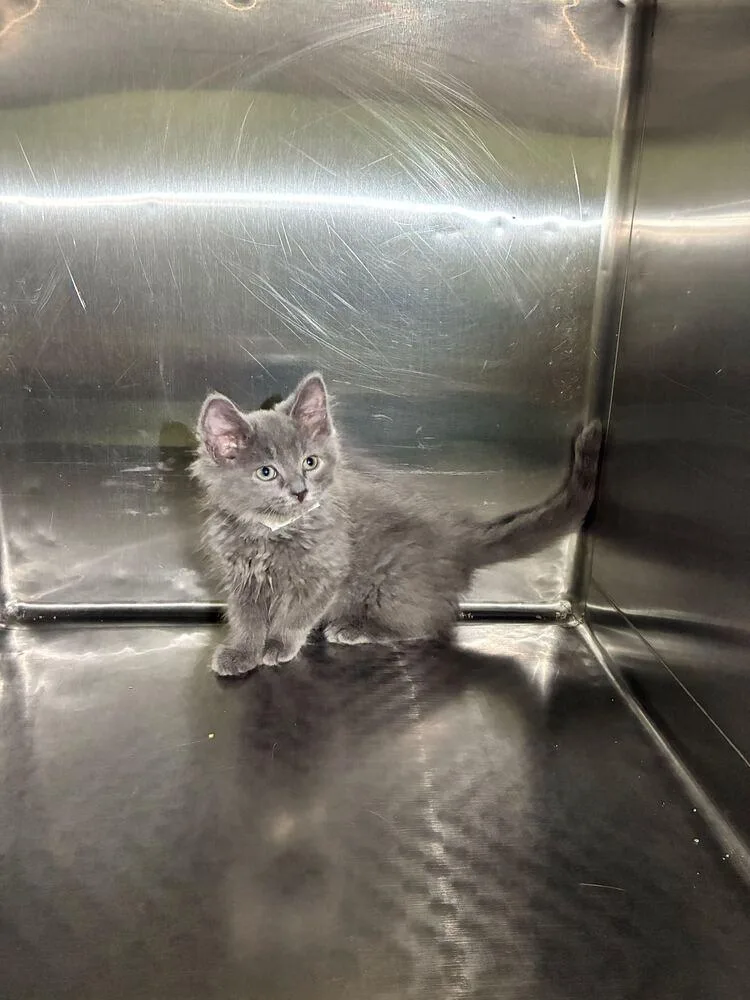 Earl Grey thumbnail 2