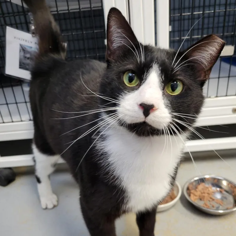An adult large-sized male Domestic Short Hair cat named Obiwan Kenobi for adoption in New York, NY