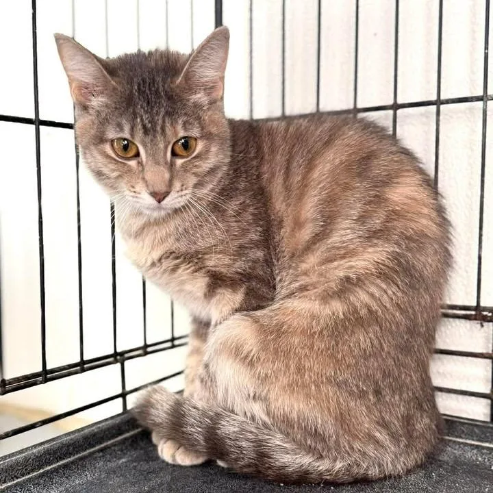 A young small-sized female Gray / Blue / Silver Domestic Short Hair cat named Weasel for adoption in Lebanon, MO