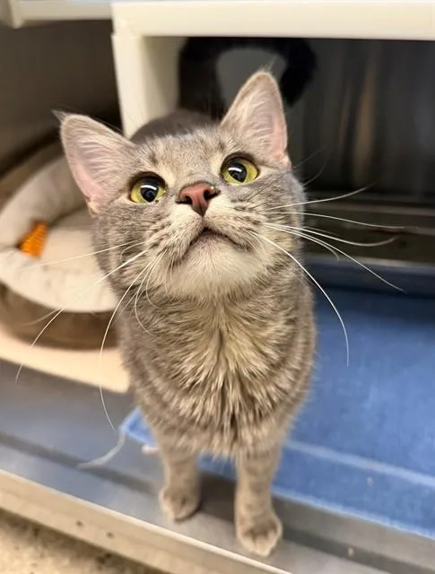 A young medium-sized female Domestic Short Hair cat named Flower for adoption in Brighton, CO