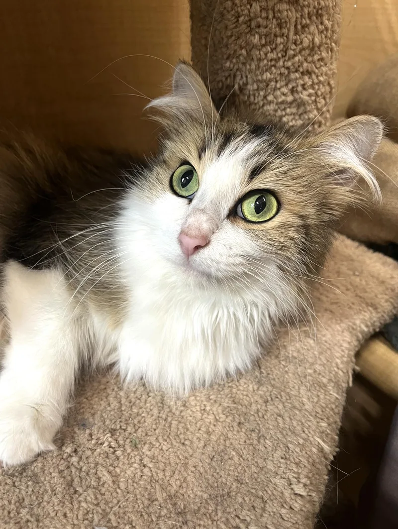 An adult medium-sized female Domestic Long Hair cat named Fluffy for adoption in Wheaton, IL