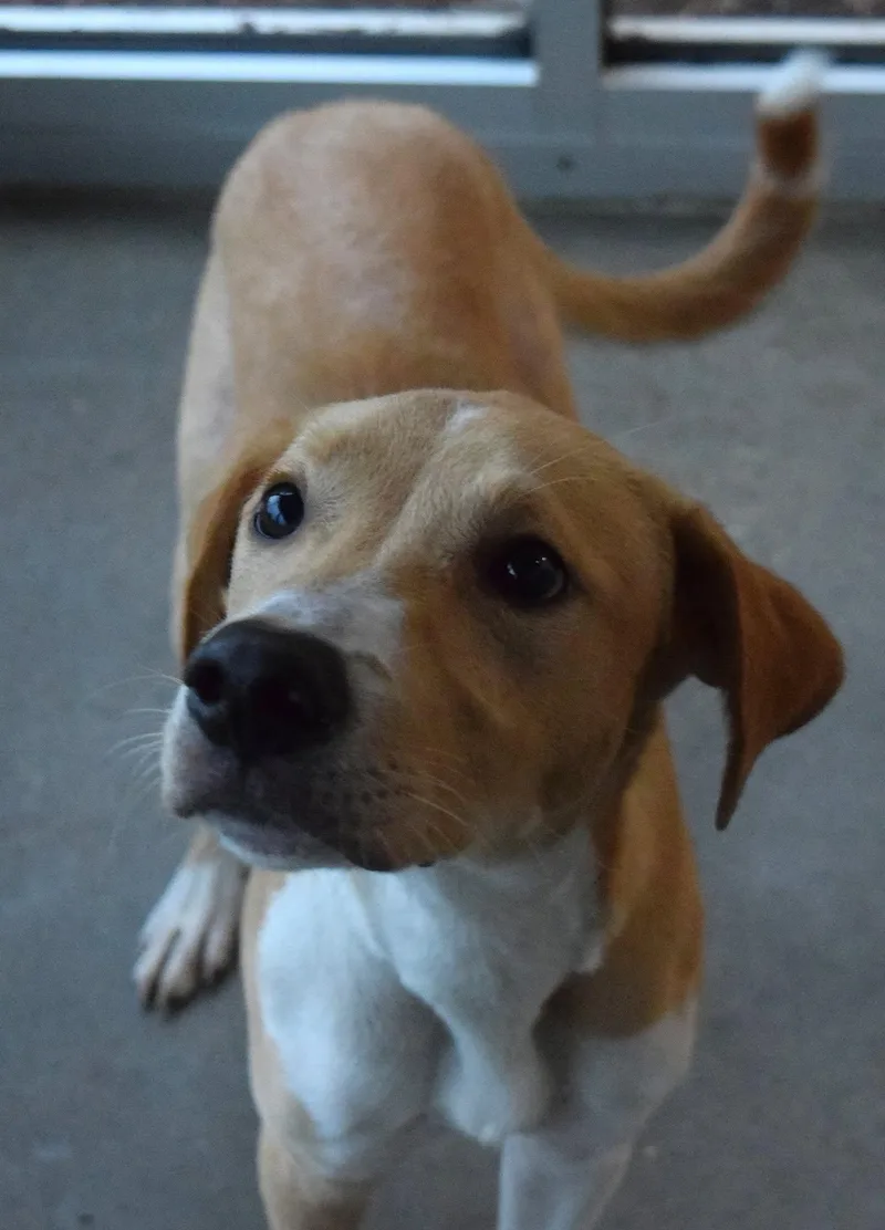 An adult medium-sized male Labrador Retriever dog named 22386 for adoption in Broken Arrow, OK