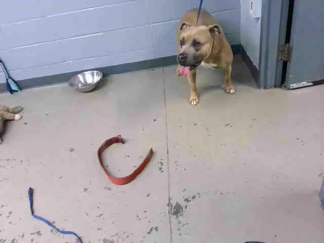 An adult large-sized male American Staffordshire Terrier dog named Magnum for adoption in Tallahassee, FL