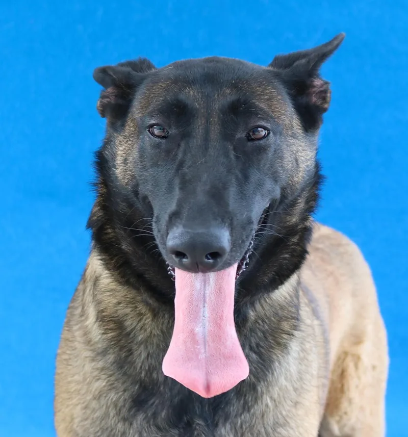 A young large-sized female Belgian Shepherd / Malinois dog named Sasha for adoption in Pasadena, CA