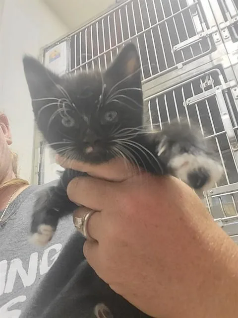 A baby small-sized female Domestic Short Hair cat named Jackie for adoption in Albuquerque, NM