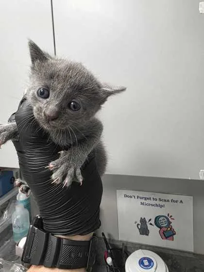 A baby small-sized female Domestic Short Hair cat named Periwinkle for adoption in Sevierville, TN