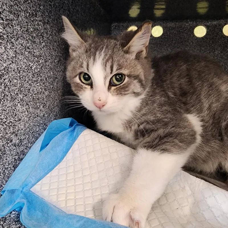 An adult small-sized male Gray / Blue / Silver Domestic Short Hair cat named Gary for adoption in Spanish Fork, UT