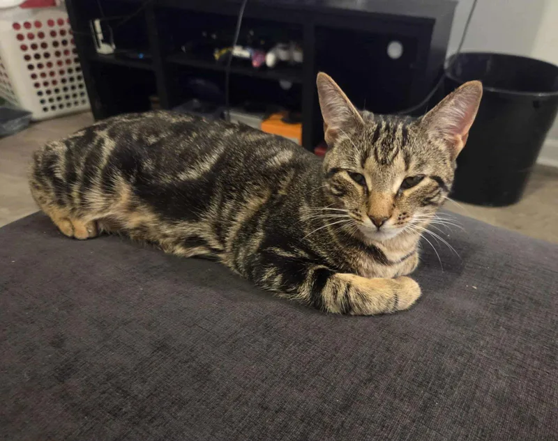 Chuckles thumbnail 2