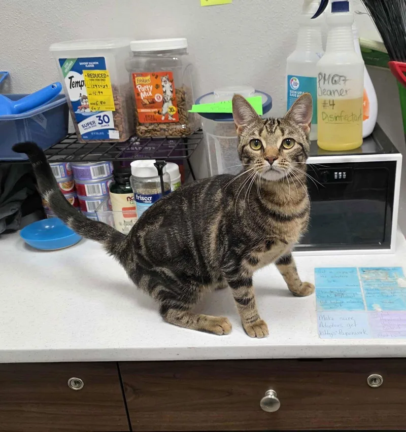 Chuckles thumbnail 3