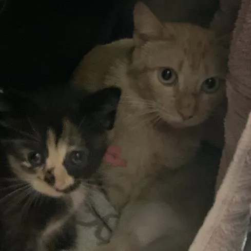 A young medium-sized female Orange / Red Domestic Short Hair cat named Mama Nanook for adoption in Austin, TX