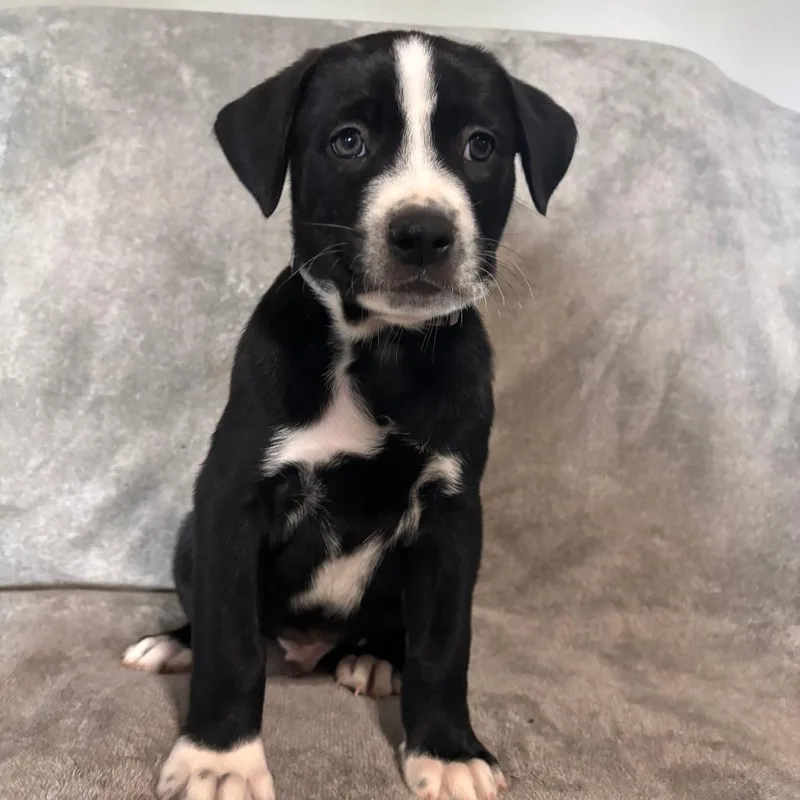 A baby small-sized male Pit Bull Terrier dog named Cappuccino for adoption in West Jordan, UT