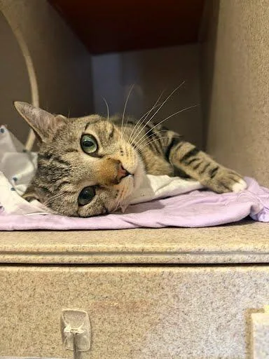 An adult large-sized male Domestic Short Hair cat named Big Walter for adoption in Washington, DC