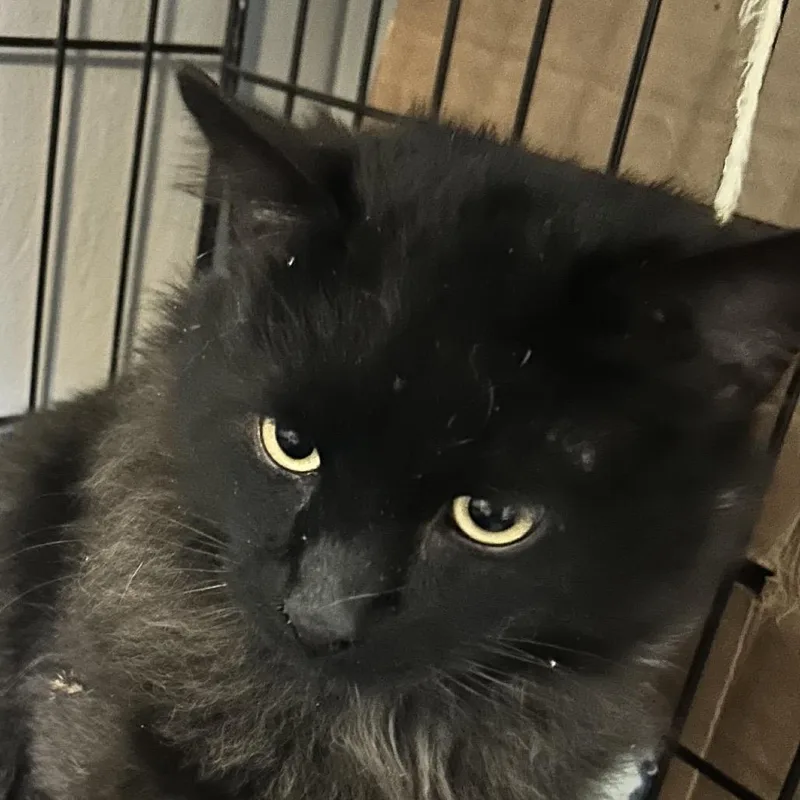 An adult small-sized male Black Domestic Long Hair cat named Magic for adoption in Irwin, PA