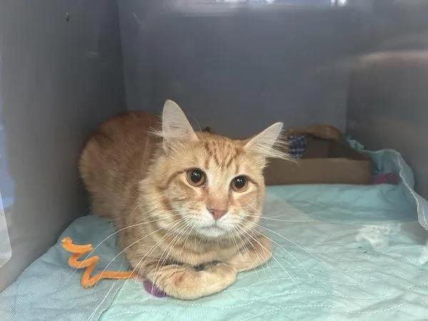An adult medium-sized male Domestic Short Hair cat named Poe for adoption in Ridgewood, NY