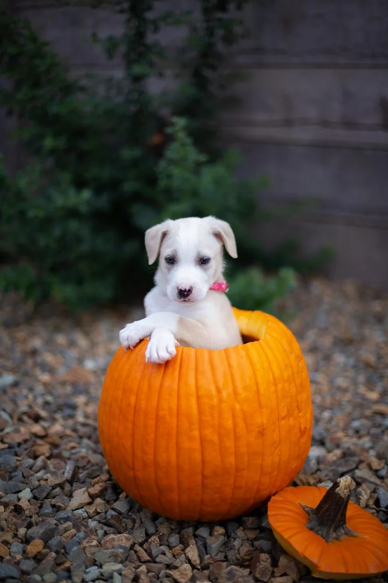 A baby medium-sized female Yellow / Tan / Blond / Fawn Australian Shepherd dog named Lorelai for adoption in Las Vegas, NV