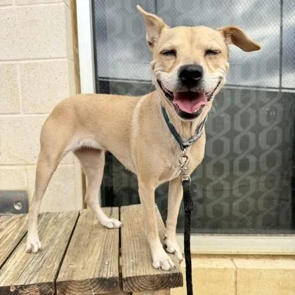An adult medium-sized female Yellow / Tan / Blond / Fawn Mixed Breed dog named Amber for adoption in Georgetown, TX