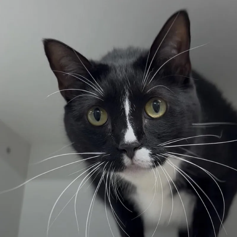 An adult extra large-sized female Black Domestic Short Hair cat named Comely for adoption in Clearwater, FL