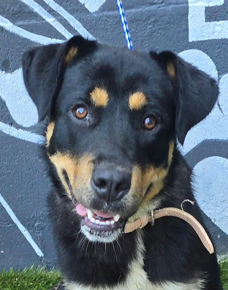 A young medium-sized female Tricolor (Brown, Black, & White) Rottweiler dog named Sassafras for adoption in Newport, TN