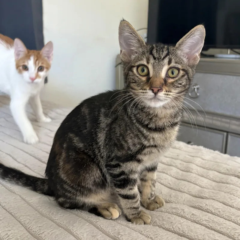 A baby small-sized female Tabby cat named Catalina for adoption in Antioch, CA