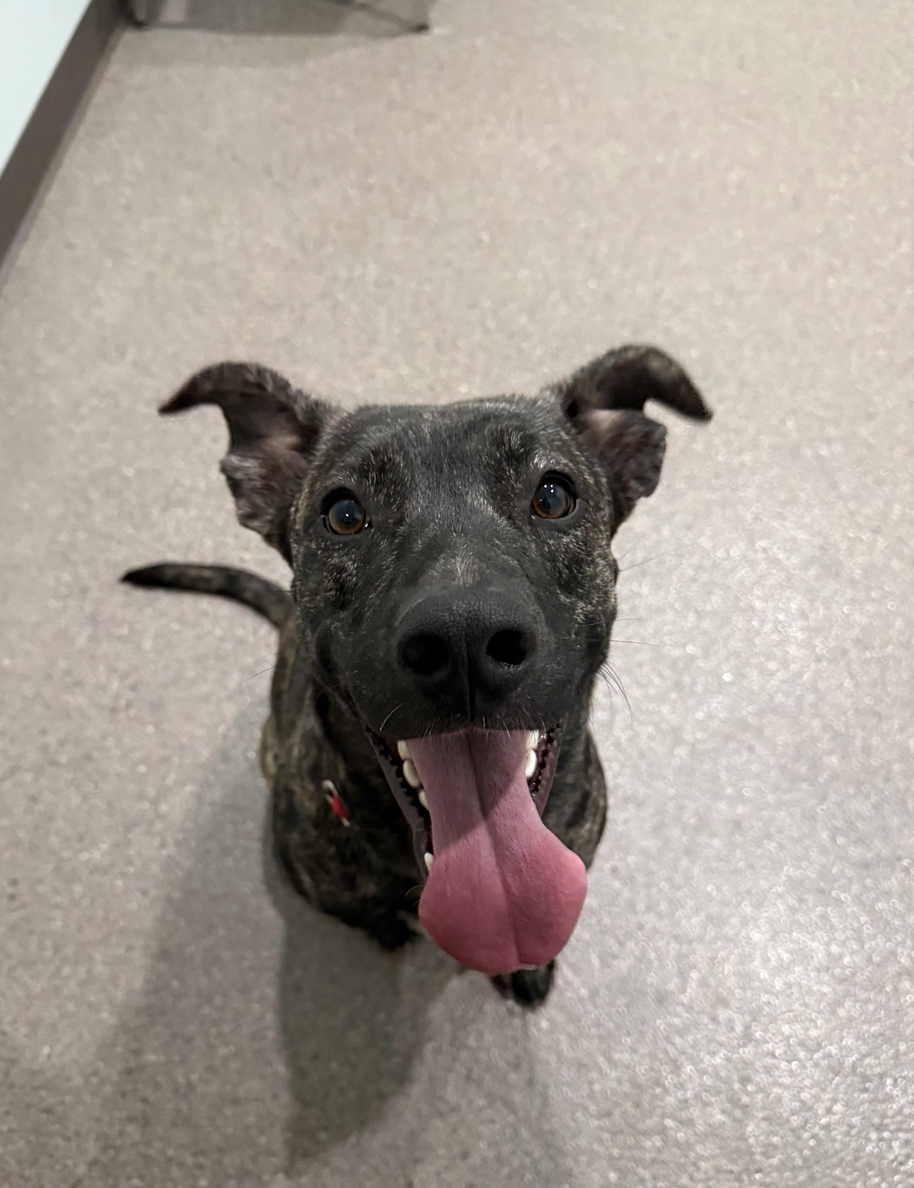 An adult medium-sized male Mixed Breed dog named Annie Prison Program Graduate for adoption in Sault Sainte Marie, MI