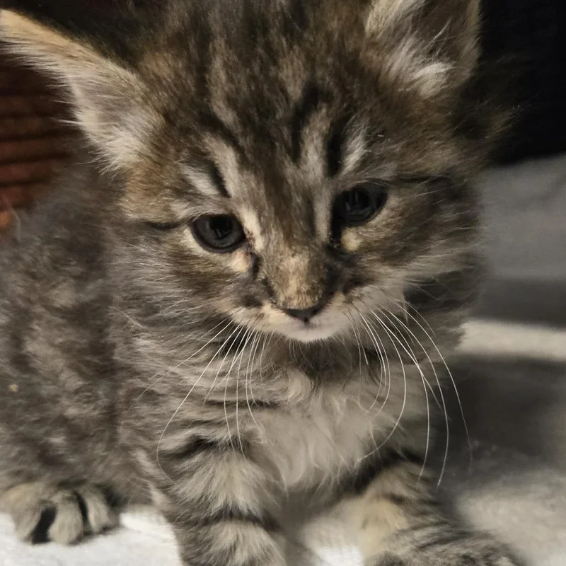 A baby small-sized male Black Domestic Medium Hair cat named Crimini for adoption in Desert Hot Springs, CA