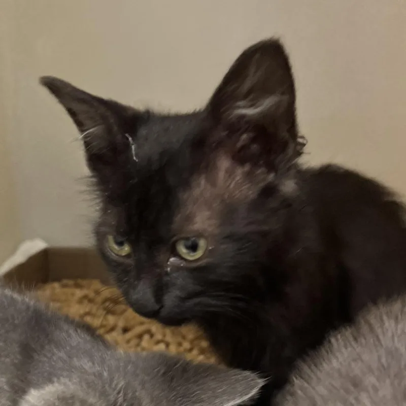 A baby small-sized female Black Domestic Short Hair cat named 71818 for adoption in Harrisonburg, VA