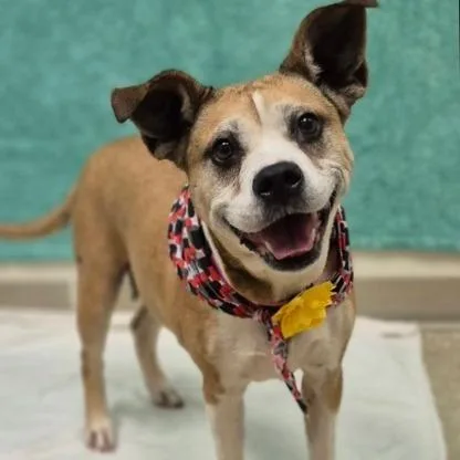 Macaroni thumbnail 2