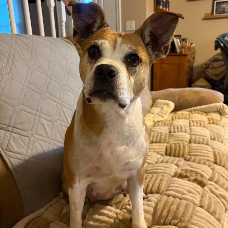 Macaroni thumbnail 3