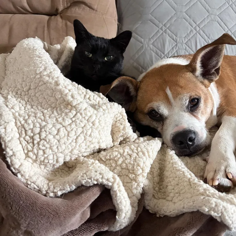 Macaroni thumbnail 4