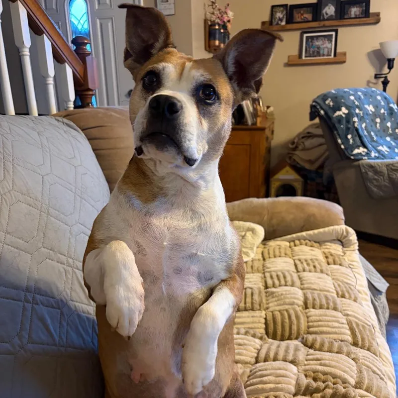 Macaroni thumbnail 5