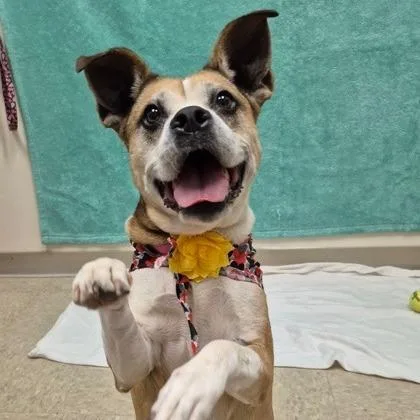 Macaroni thumbnail 6