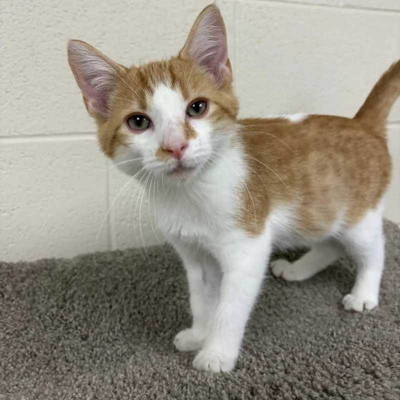 A young medium-sized male Orange & White Domestic Short Hair cat named Aladdin for adoption in Valparaiso, IN