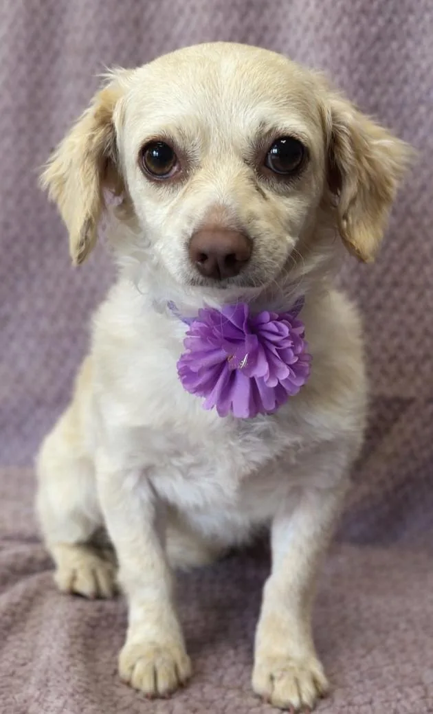 A young small-sized female Apricot / Beige Spaniel dog named Mindy for adoption in Lodi, CA