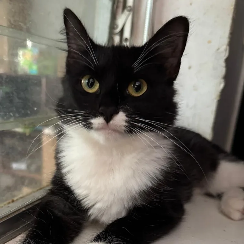 A baby medium-sized female Tuxedo cat named Gidget for adoption in Miami, FL