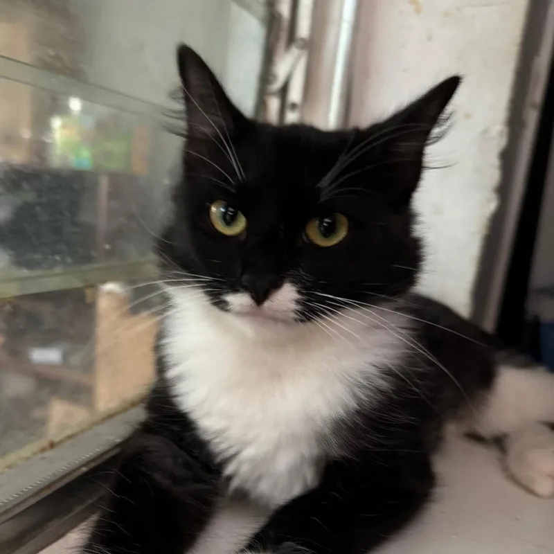 Gidget thumbnail 2