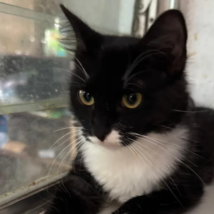 Gidget thumbnail 3