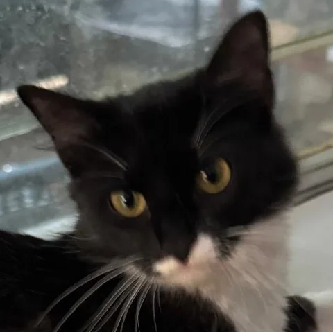 Gidget thumbnail 4