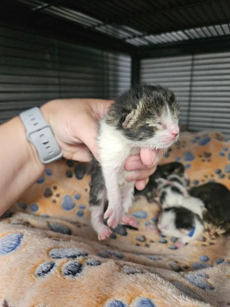 A baby medium-sized male Domestic Short Hair cat named Samson for adoption in Johnson City, TN