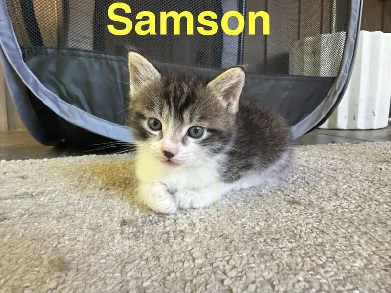 Samson thumbnail 2