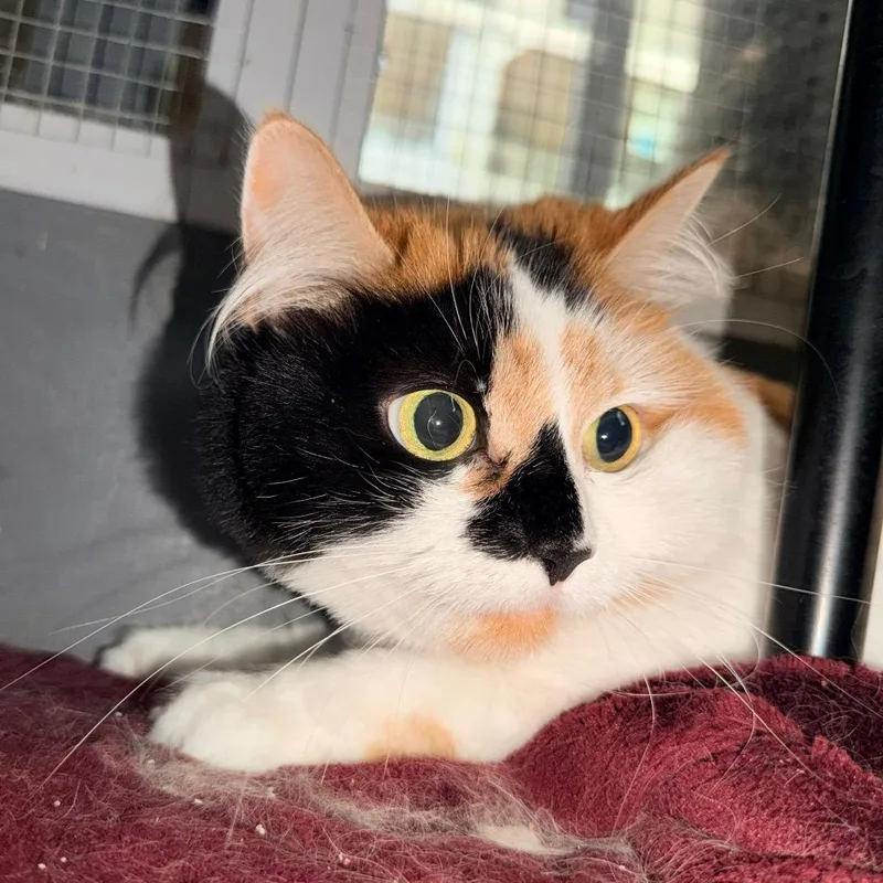 An adult small-sized female Calico Domestic Medium Hair cat named Moose for adoption in Nokesville, VA