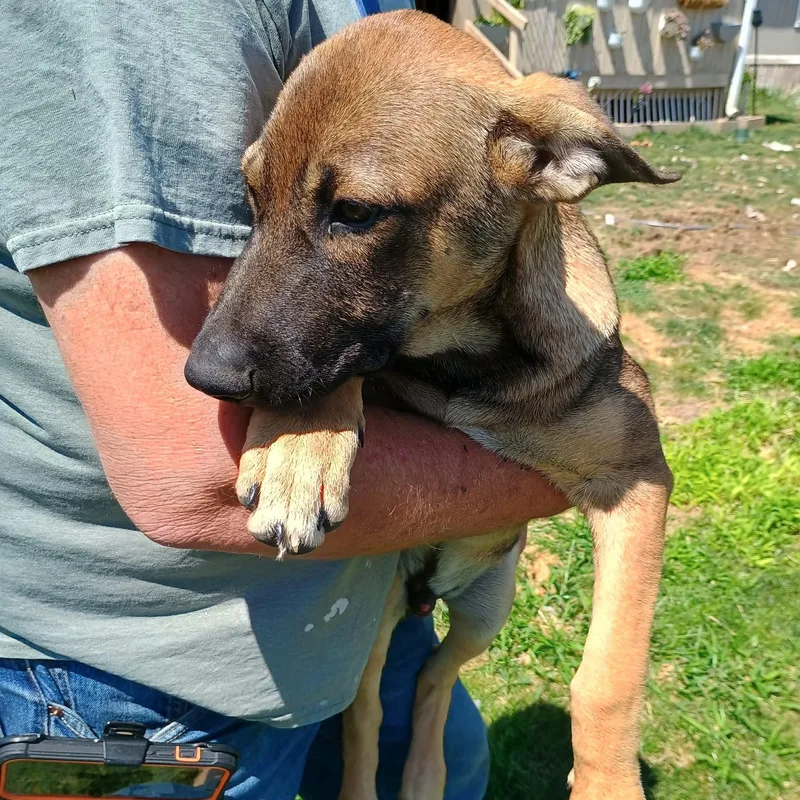 A baby large-sized male Sable German Shepherd Dog dog named Recon for adoption in Amarillo, TX